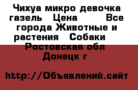 Чихуа микро девочка газель › Цена ­ 65 - Все города Животные и растения » Собаки   . Ростовская обл.,Донецк г.